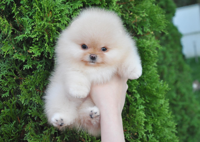 Pomeranian Teddy Bear Yavrularımız